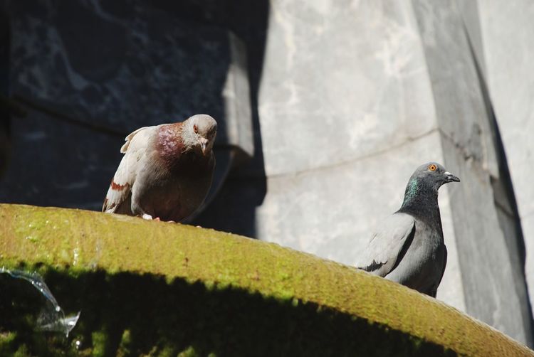 Pigeon perching