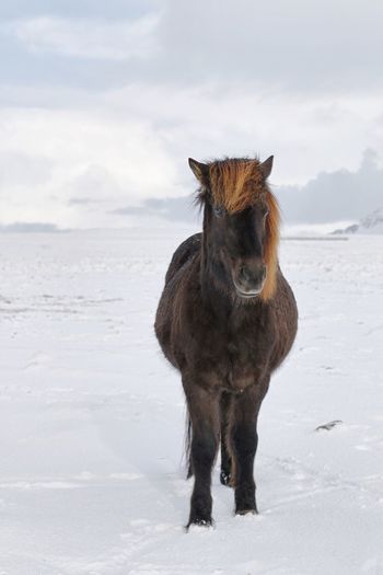 Portrait of icelandic horse