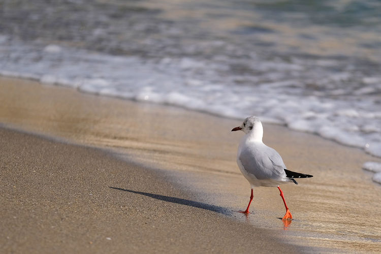 Seagull perching on sand at beach