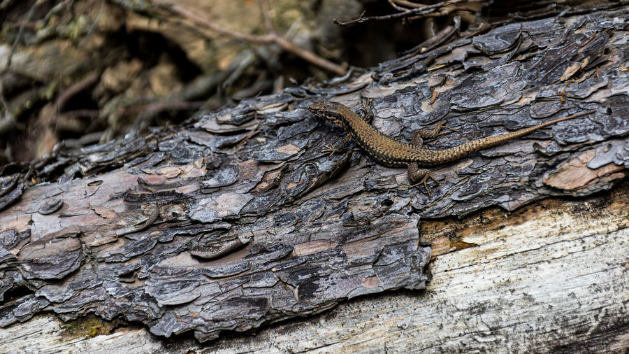Close-up of lizard on tree trunk