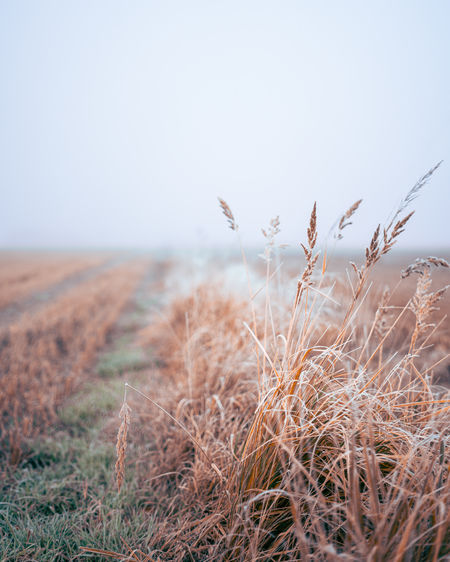 Frosty grass against a foggy field in finland in autumn