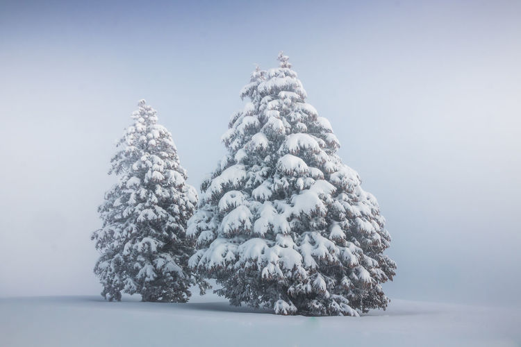 Snow covered pine tree against sky