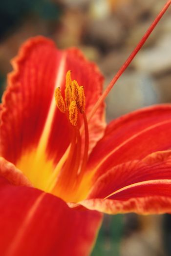 Close-up of red orange flower