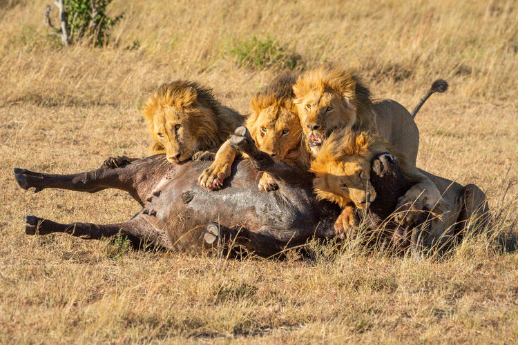 Four male lions feed on buffalo carcase