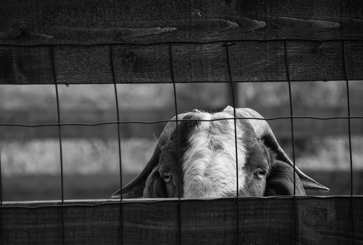 Portrait of goat behind fence at farm