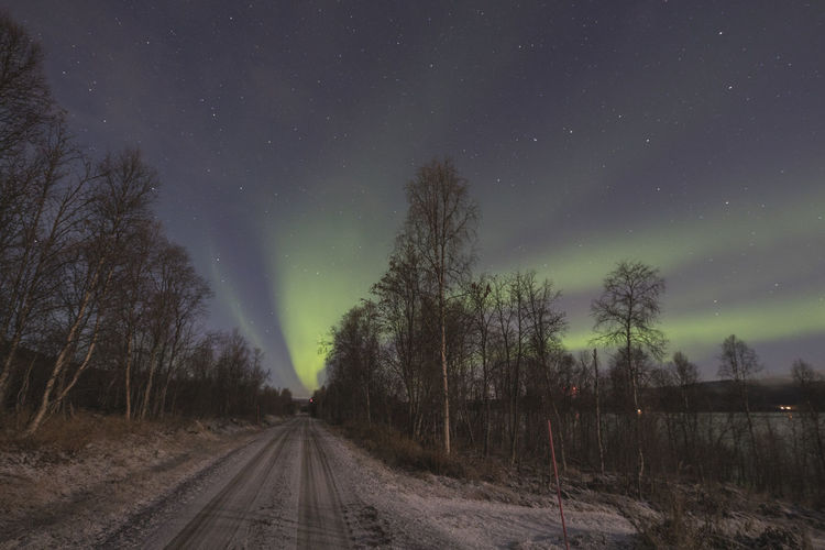 Northern lights in forest in norway