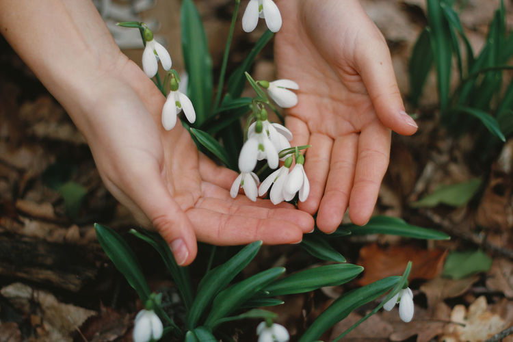 Small snowdrops in the hands of a person, protection of nature