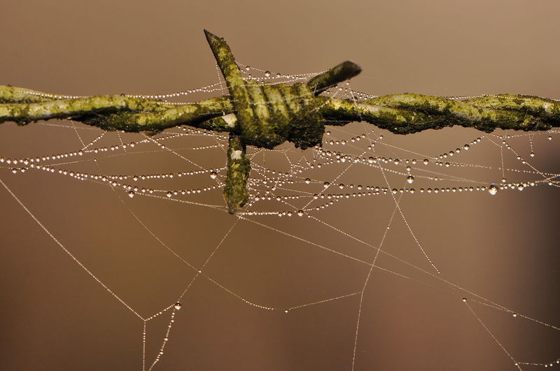 Close-up of wet spider web on barbed wire