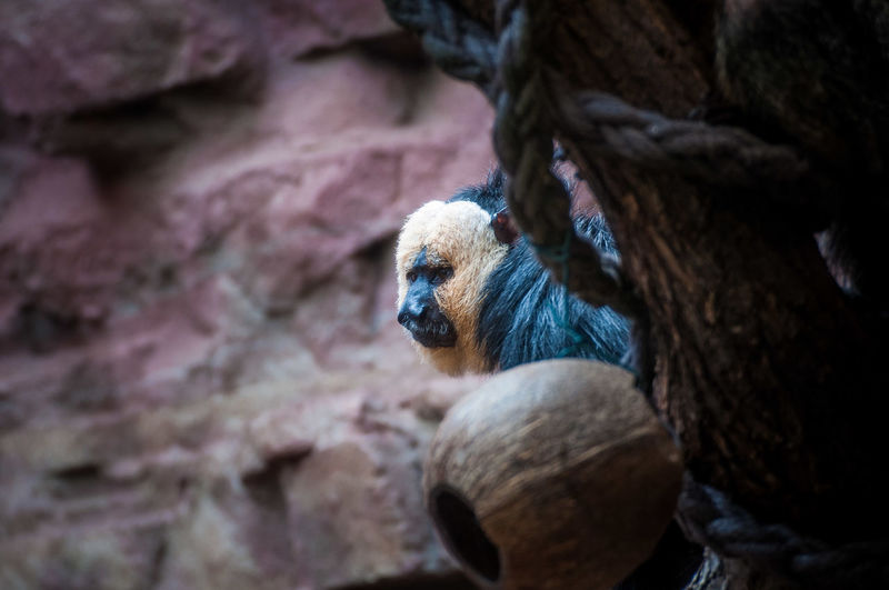Low angle view of saki against rock formation at zoo