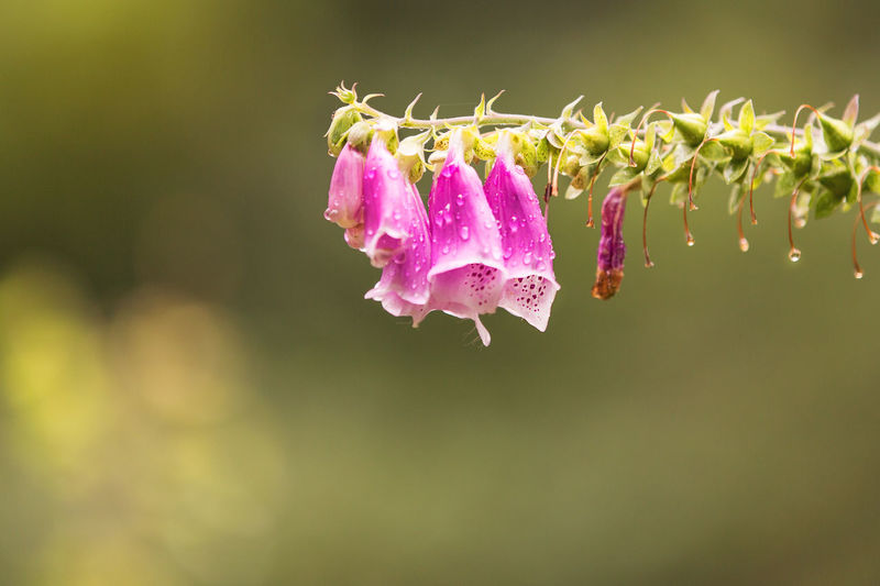 Close-up of wet foxglove flowers blooming at park