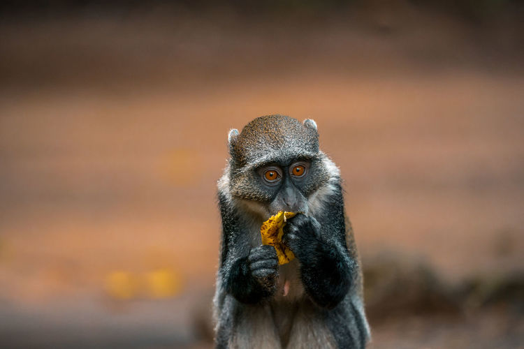 Little wild monkey eating a banana in the safari wild park of tsavo east in kenya africa.