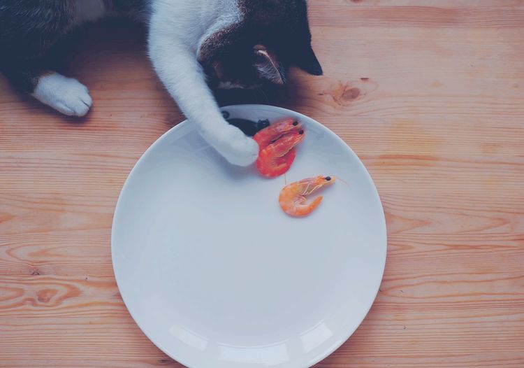 High angle view of cat with seafood in plate on hardwood floor