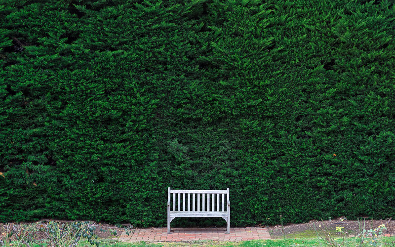 Empty bench against tall hedge