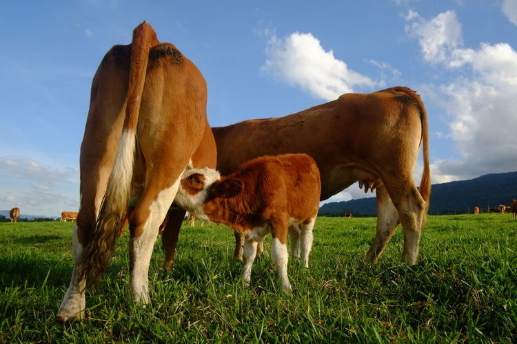 Cow feeding calf on grassy field against sky