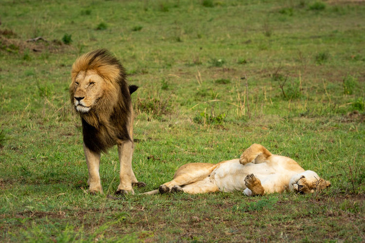 Male lion ignores prone female after mating