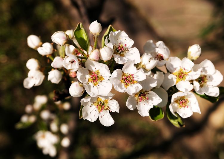 Close-up of white pear blossoms