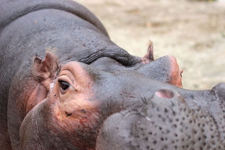 Close-up portrait of hippopotamos