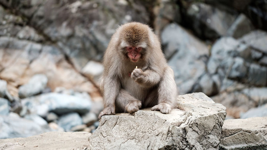 A snow monkey sits on a rock and holds carefully a grain he picked, nagano, japan.