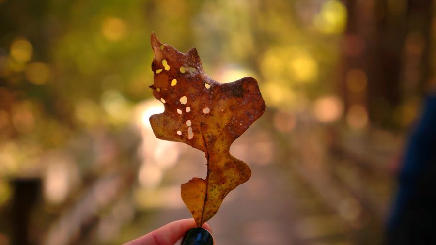 Cropped hand of person holding autumn leaf