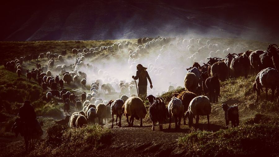 Shepherd with flock of sheep on field