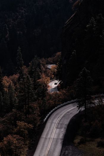Road amidst trees in forest at night