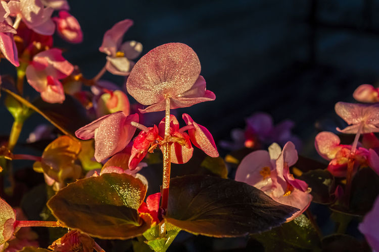 Begonia and sunlight
