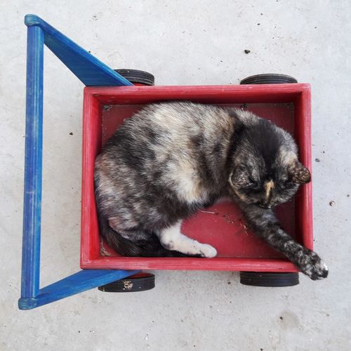 Cat on red box