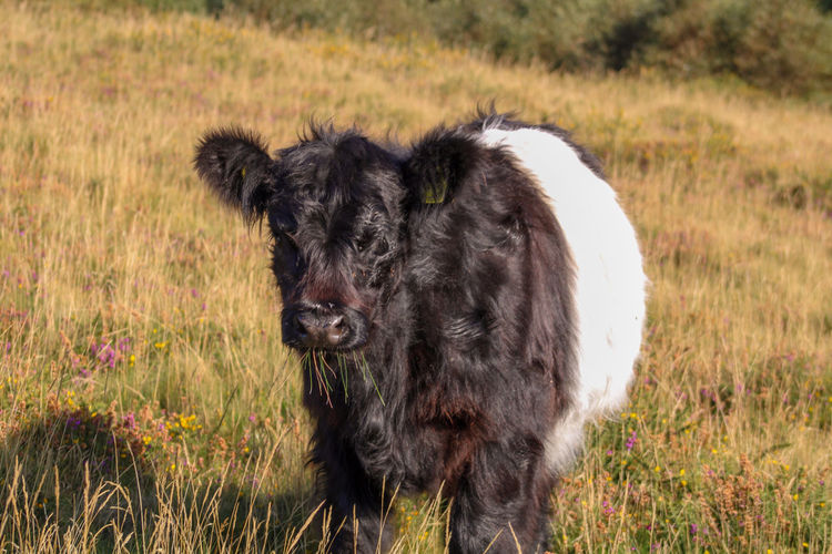 Belted galloway cow in a field