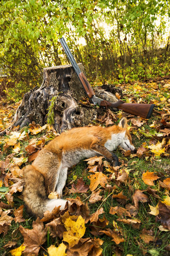 Dead fox and shotgun