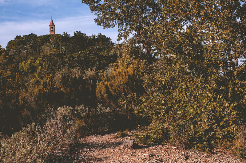 Trees and plants against sky during autumn