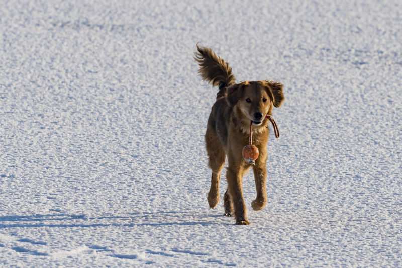 Dog carrying toy on snow covered field