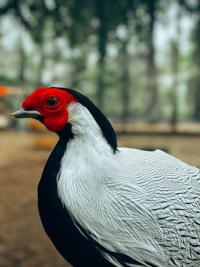 Close-up of bird