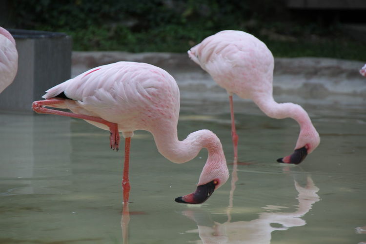 Side view of flamingoes in pond at zoo