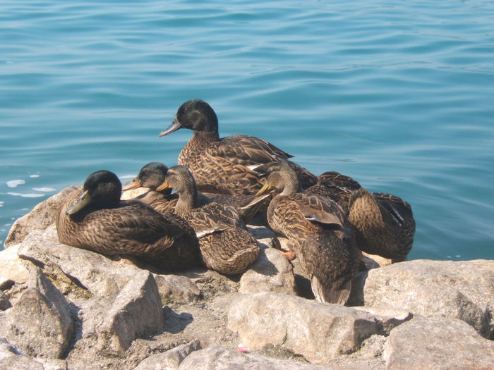Mallard ducks relaxing on rock by lake