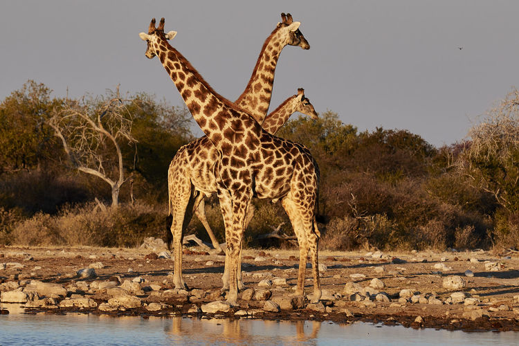 Giraffes standing on field by lake against clear sky during sunset