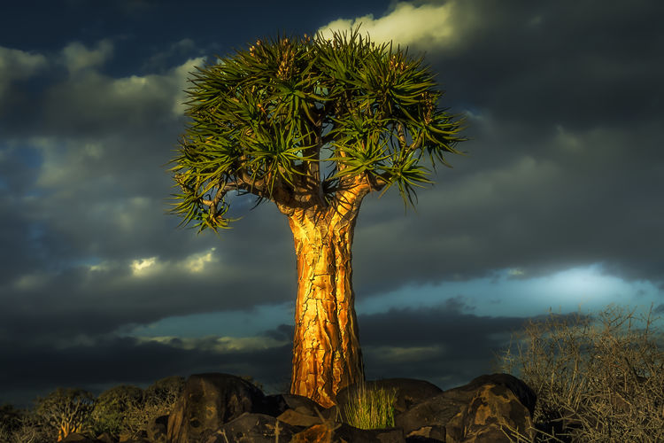 Low angle view of palm tree against sky
