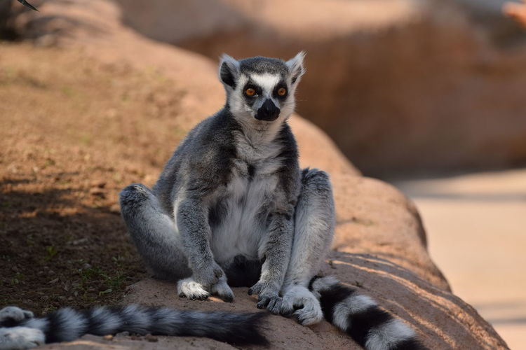 Portrait of lemur relaxing on rock
