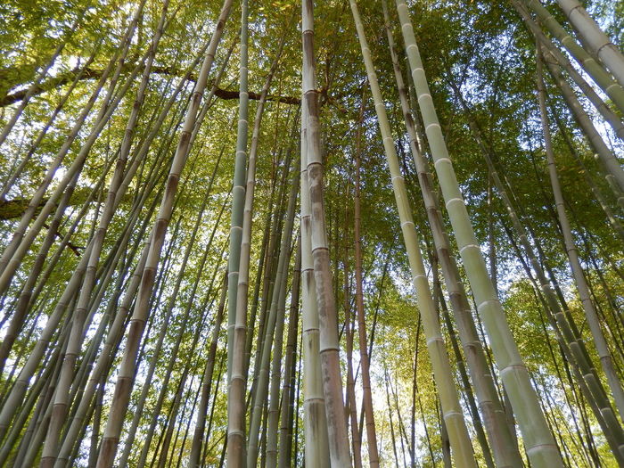 Low angle view of bamboo trees in forest