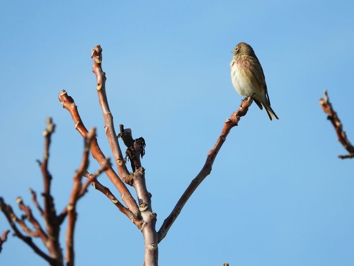 bird