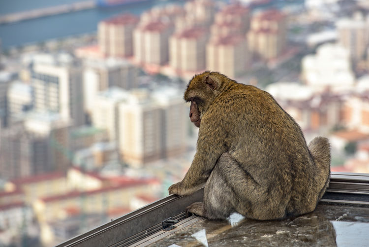 Close-up of monkey in city