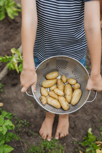 Girl holding new potatoes in colander barefoot