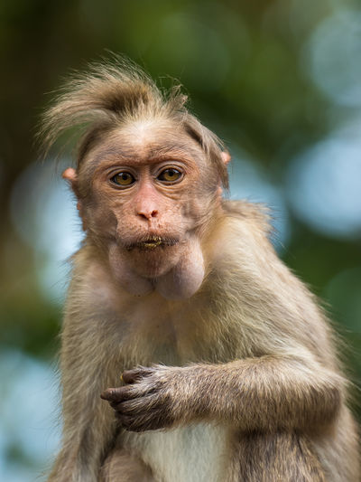 Close-up portrait of bonnet macaque in forest