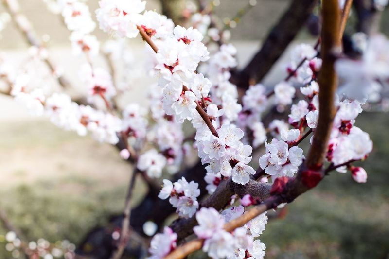 Close-up of apricot blossom growing in park
