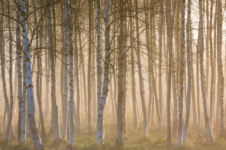 Sunrise fog in birch tree forest