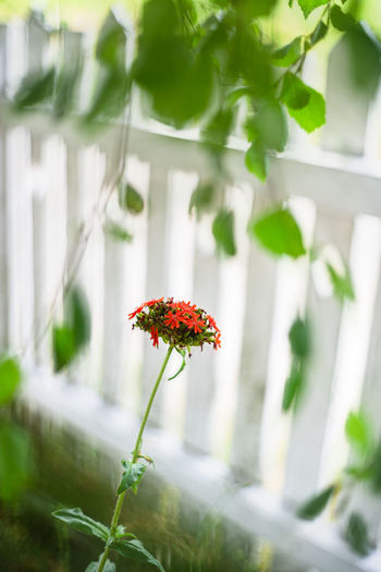Close-up of red flowering plant