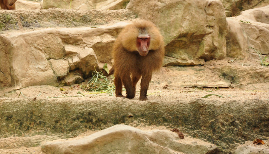Monkey on rock in zoo