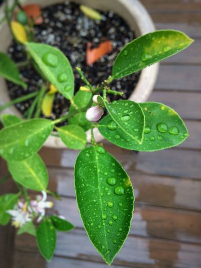 Close-up of plant