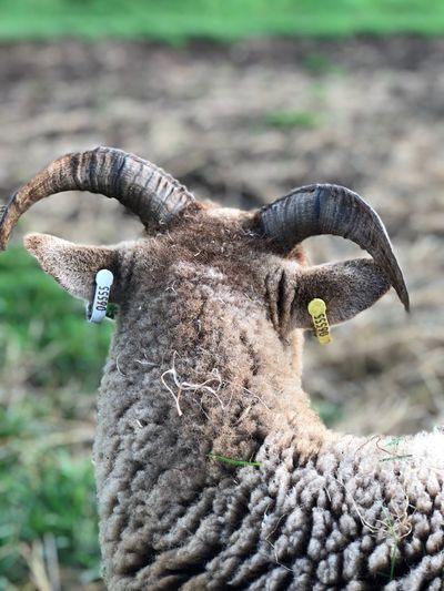 Close-up of lamb