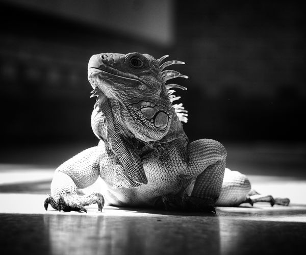 Close-up of iguana on floor