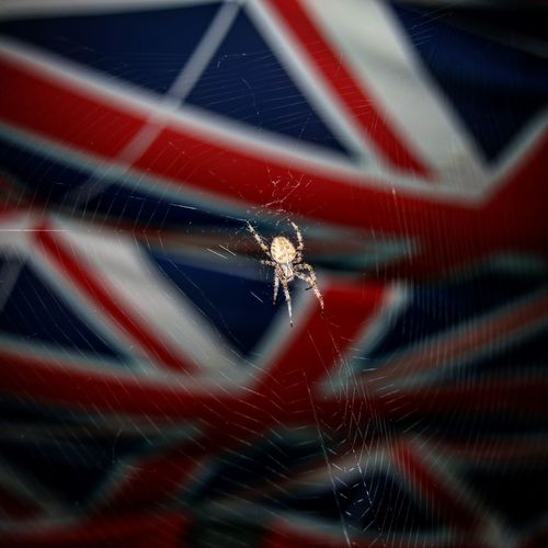 Close-up of spider